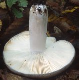 Unidentified-Russula