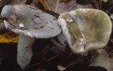 Unidentified-Russula