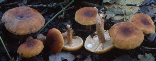 Unidentified-Lactarius