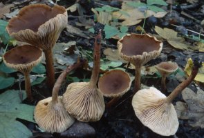 Unidentified-Lactarius