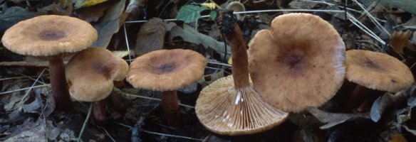 Unidentified-Lactarius