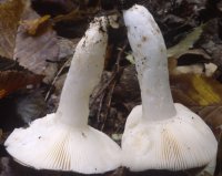 Unidentified-Russula