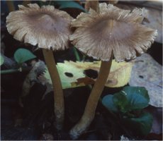 Unidentified-Inocybe