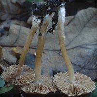 Unidentified-Inocybe