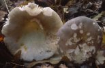 Unidentified-Russula