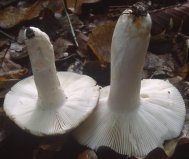 Unidentified-Russula