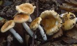 Russula risigallina (gołąbek zmiennobarwny)