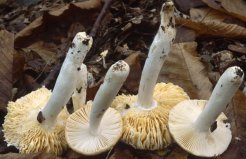 Russula risigallina (gołąbek zmiennobarwny)