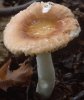 Russula risigallina (gołąbek zmiennobarwny)