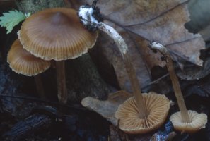 Unidentified-Cortinarius