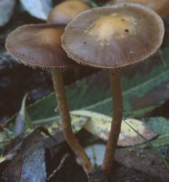 Unidentified-Psathyrella