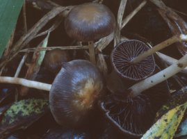 Unidentified-Psathyrella