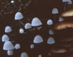 Unidentified-Psathyrella