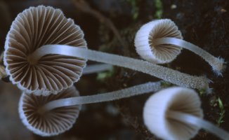 Unidentified-Psathyrella