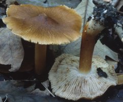 Unidentified-Inocybe