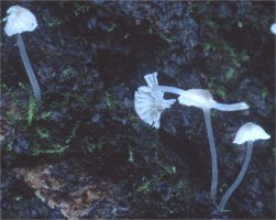 Unidentified-Mycena