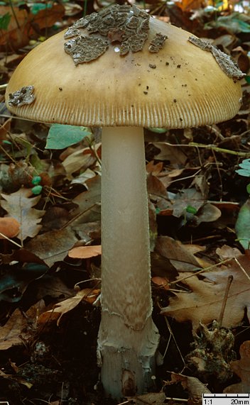 Amanita ceciliae (muchomor złotawy)