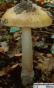 Amanita ceciliae (muchomor złotawy)