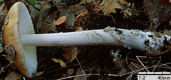 Amanita ceciliae (muchomor złotawy)