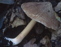 Unidentified-Inocybe