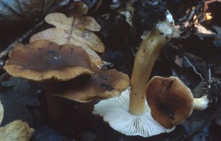 Unidentified-Inocybe