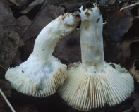 Russula sp.