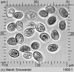 Tubaria furfuracea (trąbka otrębiasta)