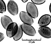 Deconica montana (łysiczka czarnobrązowa)