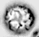 Russula violeipes (goÅ‚Ä…bek fioletowonogi)