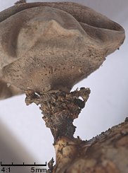 Geastrum pectinatum (gwiazdosz dÅ‚ugoszyjkowy)