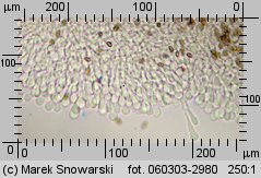 Stropharia aeruginosa (pierścieniak niebieskozielony)