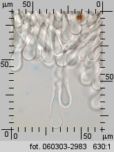 Stropharia aeruginosa (pierścieniak niebieskozielony)