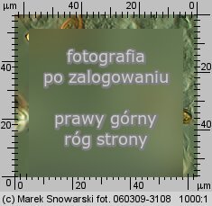 Stropharia coronilla (pierścieniak murawowy)