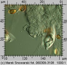 Stropharia coronilla (pierścieniak murawowy)