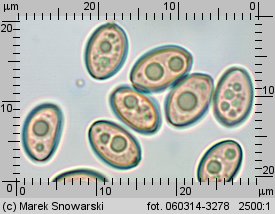 Stropharia coronilla (pierścieniak murawowy)