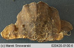 Stereum hirsutum (skórnik szorstki)