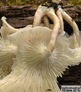 Lentinus tigrinus (twardziak tygrysi)