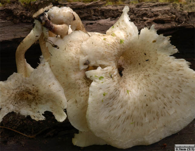 Lentinus tigrinus (twardziak tygrysi)