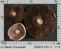 Unidentified-Agaricus-etc (niezidentyfikowane)