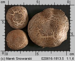 Unidentified-Agaricus-etc (niezidentyfikowane)