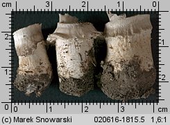 Unidentified-Agaricus-etc (niezidentyfikowane)