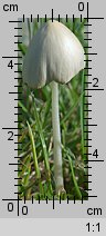 Conocybe albipes (stożkówka białotrzonowa)