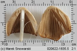 Conocybe albipes (stożkówka białotrzonowa)