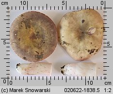 Russula violeipes (gołąbek fioletowonogi)