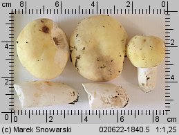 Russula violeipes (gołąbek fioletowonogi)