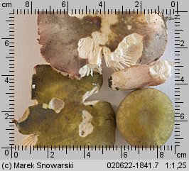 Russula violeipes (gołąbek fioletowonogi)