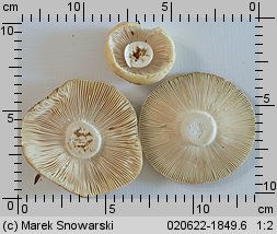 Russula violeipes (gołąbek fioletowonogi)