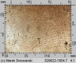 Scleroderma verrucosum (tęgoskór brodawkowany)