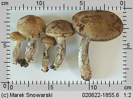 Leccinellum pseudoscabrum (koźlarek grabowy)