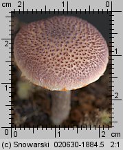 Gymnopilus purpuratus